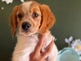 Chiots Épagneul Breton LOF en vente