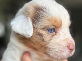 Chiots Bergers Australiens LOF à vendre