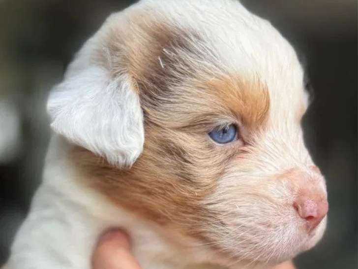 Chiots Bergers Australiens LOF à vendre
