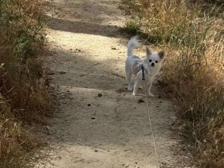 2 chiots mâles Chihuahua à réserver (LOF)
