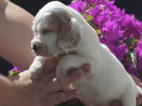 Chiots Cocker Anglais à vendre (LOF)