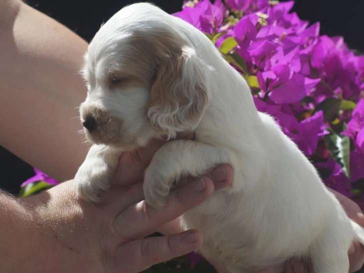 Chiots Cocker Anglais à vendre (LOF)