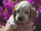 Chiots Cocker Anglais à vendre (LOF)