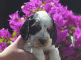 Chiots Cocker Anglais à vendre (LOF)