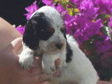 Chiots Cocker Anglais à vendre (LOF)