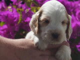 Chiots Cocker Anglais à vendre (LOF)
