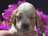 Chiots Cocker Anglais à vendre (LOF)
