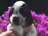 Chiots Cocker Anglais à vendre (LOF)