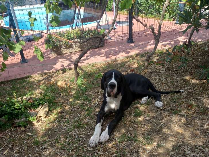 Chiot Dogue Allemand LOF à vendre