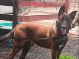 1 chiot femelle Berger Belge Malinois LOF disponible à la vente