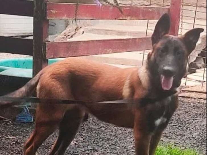 1 chiot femelle Berger Belge Malinois LOF disponible à la vente