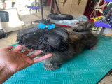 Magnifiques chiots Shih Tzu LOF à vendre