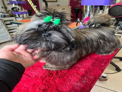 Magnifiques chiots Shih Tzu LOF à vendre