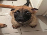 Chiots Malinois à vendre