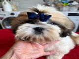 Magnifique chiot Shih Tzu LOF à vendre