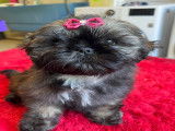 Magnifique chiot Shih Tzu LOF à vendre