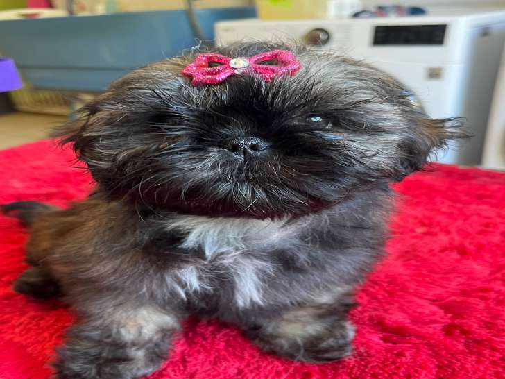 Magnifique chiot Shih Tzu LOF à vendre