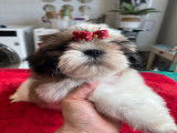 Magnifique chiot Shih Tzu LOF à vendre