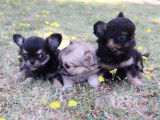 Chiots Chihuahua à poil long à vendre