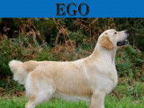 Chiots Golden Retriever LOF à naître