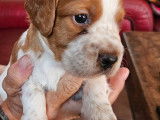 Chiots Épagneul Breton à vendre