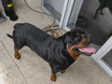 Magnifique chiot Rottweiler LOF à donner