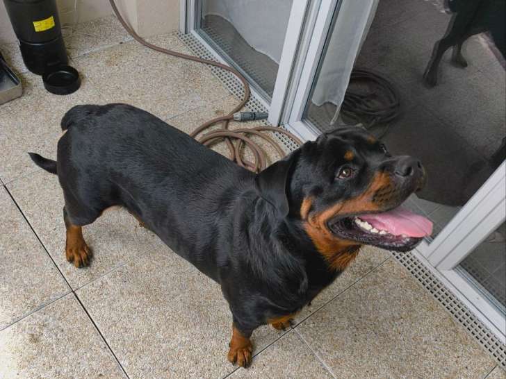 Magnifique chiot Rottweiler LOF à donner