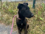 1 chiot mâle Berger Belge Malinois à vendre (LOF)