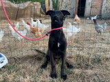 1 chiot mâle Berger Belge Malinois à vendre (LOF)