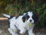 5 chiots Cocker Américain disponibles à l’achat (LOF)