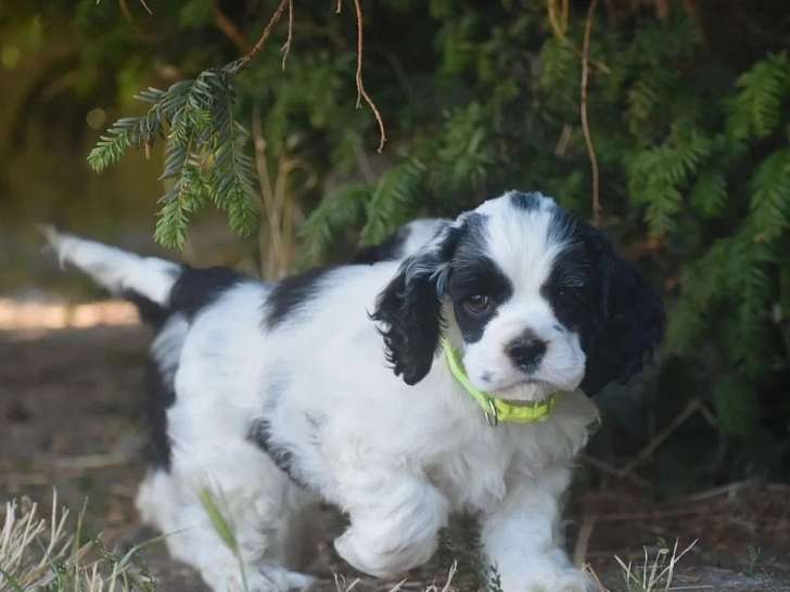 5 chiots Cocker Américain disponibles à l’achat (LOF)