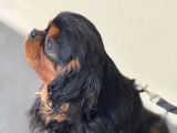 Chien adulte mâle Cavalier King Charles LOF à réserver