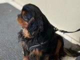 Chien adulte mâle Cavalier King Charles LOF à réserver
