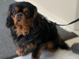 Chien adulte mâle Cavalier King Charles LOF à réserver