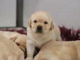 À réserver, 7 chiots Labradors Retrievers sable (LOF)
