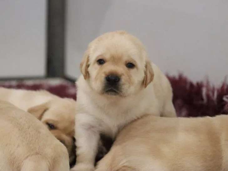À réserver, 7 chiots Labradors Retrievers sable (LOF)