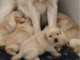 À réserver, 7 chiots Labradors Retrievers sable (LOF)