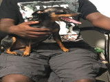 Jeune femelle Pinscher à vendre