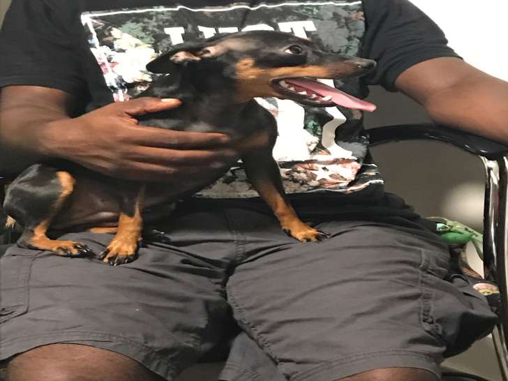Jeune femelle Pinscher à vendre