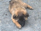 3 chiots Bergers des Pyrénées LOF à vendre