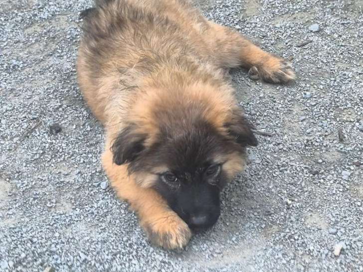 3 chiots Bergers des Pyrénées LOF à vendre