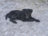 2 chiots Bouviers des Ardennes LOF disponibles à l’achat