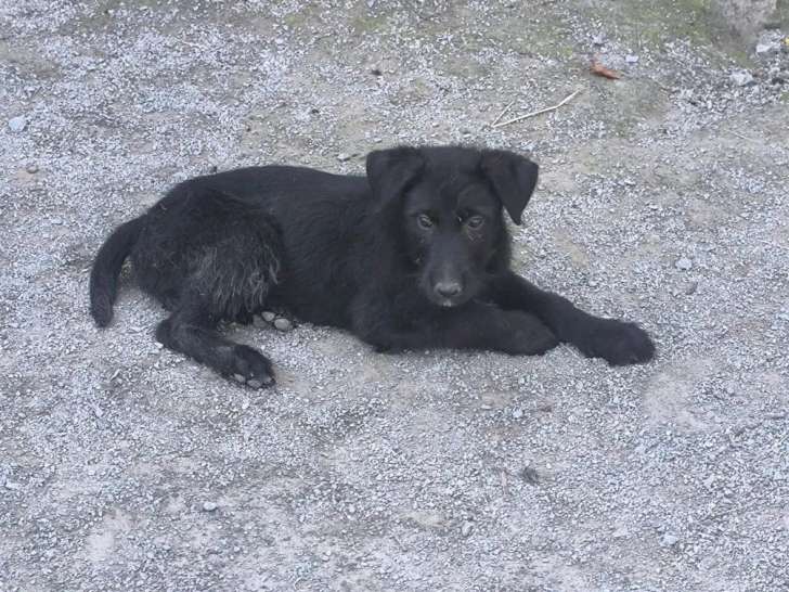 2 chiots Bouviers des Ardennes LOF disponibles à l’achat