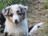 À vendre, 1 chiot femelle Berger Américain Miniature LOF