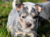 À réserver, 6 chiots Bouviers Australiens (LOF)