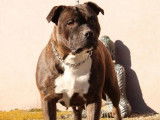 Chiots Staffordshire Bull Terrier LOF