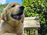 À vendre, 1 chiot Golden Retriever mâle LOF