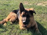 À vendre, chien mâle Berger Allemand (LOF)