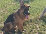 À vendre, chien mâle Berger Allemand (LOF)