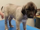 3 chiots mâles Berger Kangal disponibles à la vente (LOF)